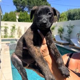 Thor - Black brindle male Dutch Shepherd puppy in Sherman Oaks, California from Elite K9 Group