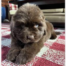 Brown Female - Brown female Newfoundland puppy in New York from Johnson Farms