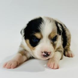 Butters - Blue merle female Miniature Australian Shepherd puppy in Luling, Texas from Little Wood Toy and Mini Aussies