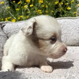 Piper - Red merle female Australian Shepherd puppy in New Houlka, Mississippi from Skuna River Ranch