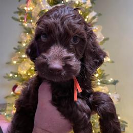 Dean (OrangeYellow) - Brown male Irish Doodle puppy in Surprise, Arizona from Huckleberry Doodles