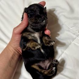 Dorothy AKC HEALTH GUARANTEE - Brindle female Dachshund puppy in El Dorado, Arkansas from LovelylilDoxies