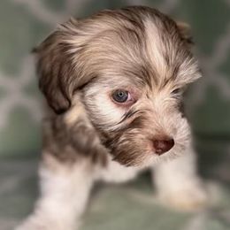 Macchiato - Havanese puppy from Tooties Cuties Havanese