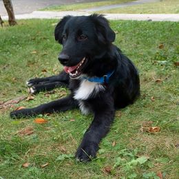 Lugosi - Black male Australian Shepherd puppy in Cleveland, Ohio from Double Moon