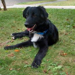 Lugosi - Black male Australian Shepherd puppy in Cleveland, Ohio from Double Moon