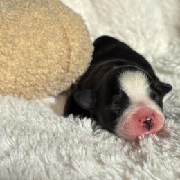 Muffin - Black tri female Toy Australian Shepherd puppy in Quincy, Michigan from Ivy Meadows and Friends