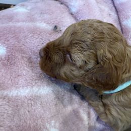 Sage - Red  female Poodle puppy in Wilmington, Delaware from Imperial Poodles LLC