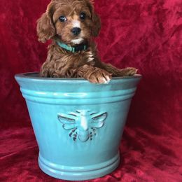Cavapoo Puppies from Cedar Sprout Puppies