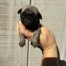 Jannette - Fawn female Pug puppy in Ludowici, Georgia from Royal Destiny Kennels