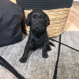Montana - Black female Cavapoo puppy in Gap, Pennsylvania from Coles Cavapoo’s