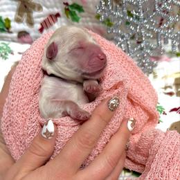 Cicely - White female Miniature Schnauzer puppy in Huntington, Utah from Schnauzers on Robinson Lane