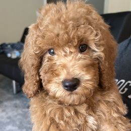 French Bulldogs and Poodles from Beautifulbabypups