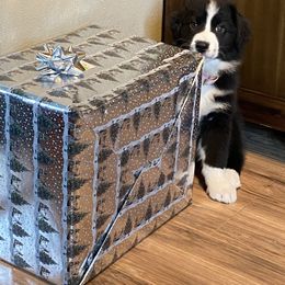 Australian Shepherd and Collie Puppies from Nicara kennel