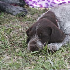 German Wirehaired Pointer Puppies from WyoWires German Wirehaired Pointers