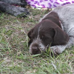 German Wirehaired Pointer Puppies from WyoWires German Wirehaired Pointers