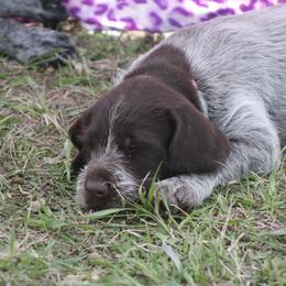 German Wirehaired Pointer Puppies from WyoWires German Wirehaired Pointers