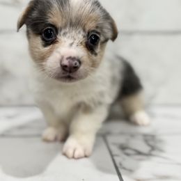 Autumn (aka freckles) - Blue merle and white female American Corgi puppy in Tishomingo, Mississippi from Magnolia Trace Corgis