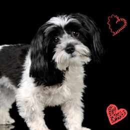 Clementine - Havanese
