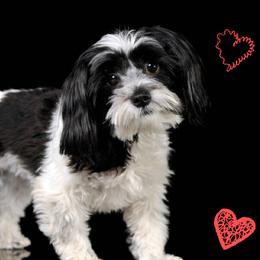 Clementine - Havanese