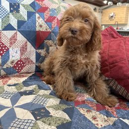 Julie - Red female Cockapoo puppy in Winnsboro, Texas from Happy Hollow Ranch