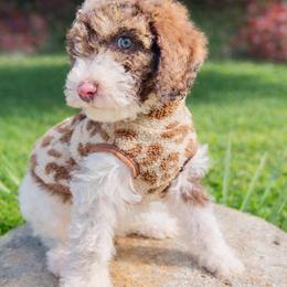 Pax - Brown male Whoodle puppy in Knoxville, Tennessee from Fleury Farm Doodles TN