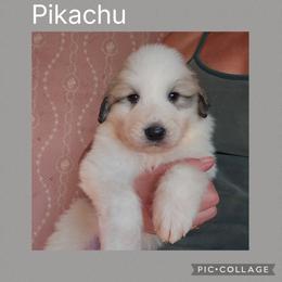 Pikachu - White and badger male Great Pyrenees puppy in Mikado, Michigan from Brittain Family Farm