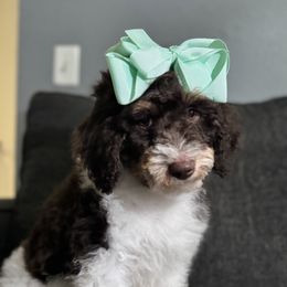 Aussiedoodle, Bernedoodle, Goldendoodle, and Poodle Puppies from Vallevistadoodles