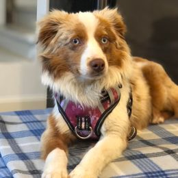 Aussiedoodle, Miniature Australian Shepherd, Pomeranian, and Toy Australian Shepherd Puppies from SBA Aussies
