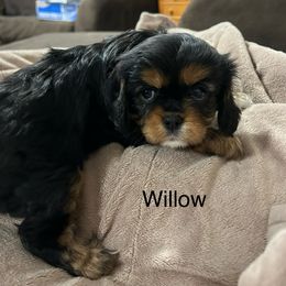 Cavalier King Charles Spaniel Puppies from Mydee Cavaliers