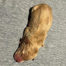 Tan boy - Yellow male Labrador Retriever puppy in Monticello, Georgia from Hollow Meadows Retrievers