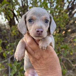 Puppy 3 - Fawn (isabella) and tan male Dachshund puppy in Riverside, California from Saddle Up Dachshunds