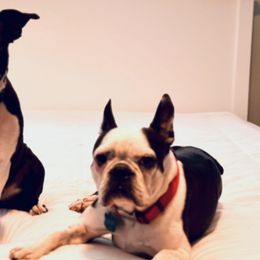 Boston Terriers from Wheelers Dash Dog Boston Terriers