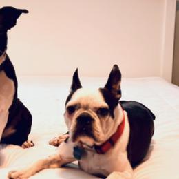 Boston Terriers from Wheelers Dash Dog Boston Terriers