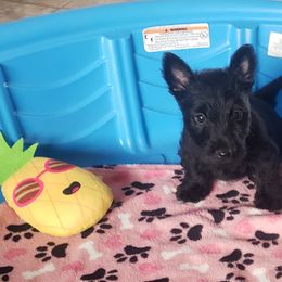 Scottish Terrier Puppies from Atta Scottie