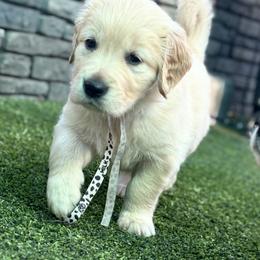Everest - Golden female Golden Retriever puppy in Fresno, California from Warwick’s Central California Goldens