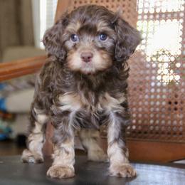 Bernedoodle and Cavapoo Puppies from Lawler’s Legacy Litters