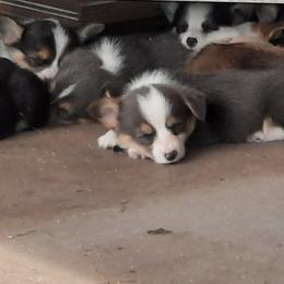 Pembroke Welsh Corgi Puppies from Top-Notch Paws
