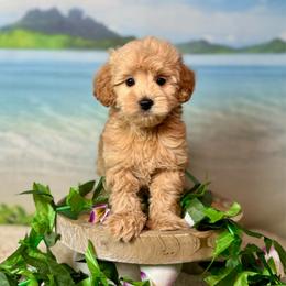 Urchin (brown) - Red  male Goldendoodle puppy in Haltom City, Texas from Ohana Doodles