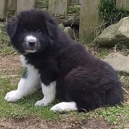Puppy ID47252 - White and badger female Great Pyrenees puppy in Leicester, North Carolina from Randall Glen Pyrenees
