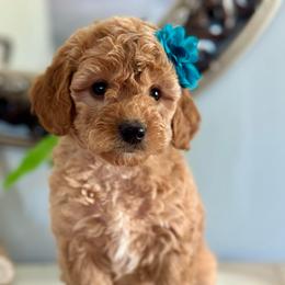 Dawn - Apricot female Goldendoodle puppy in Adolphus, Kentucky from Deerly Poodles