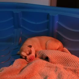 Siberian Husky Puppies from Bradley's Huskies