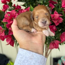 Miss Piggy - Dapple female Dachshund puppy in Harold, Kentucky from Taylors Tiny Tails