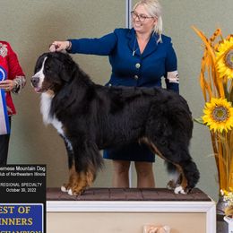 Bastiann - Bernese Mountain Dog