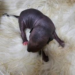 Zero - Black male Xoloitzcuintli puppy in Eugene, Oregon from Naked nobles kennel