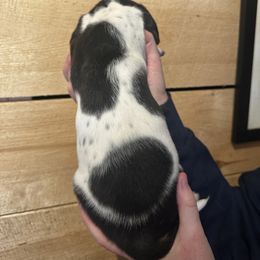 Female 2 - Black brown and white female Basset Hound puppy in Lindley, New York from Hill Top Basset Hounds & Cane Corso
