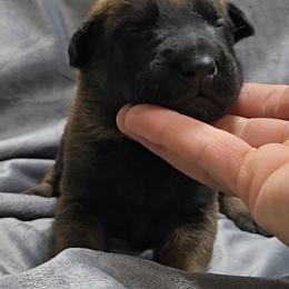 Echo's Yellow - Mahogany male Belgian Malinois puppy in Berry, Alabama from North River k9