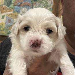 Boy K1 - White male Maltipoo puppy in Las Vegas, Nevada from Maltipoo_vegas