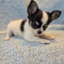 Franklin - Black and white male Chihuahua puppy in Cape Coral, Florida from Inspired Chihuahuas