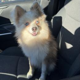 Hades - Pomsky