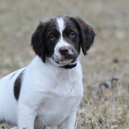 Boy 2 - Liver and white male Brittany puppy in Georgia from Edenbright Brittanys